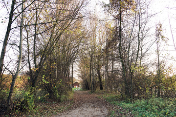 Waldweg im Herbst