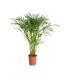 Decorative Areca palm on white background