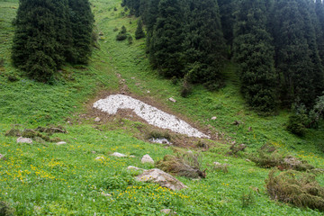 Fototapeta na wymiar Mountains with the forest