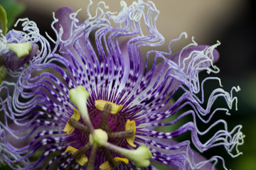 Passiflora. Beautiful purple flower of Passiflora in the garden. Selective focus.