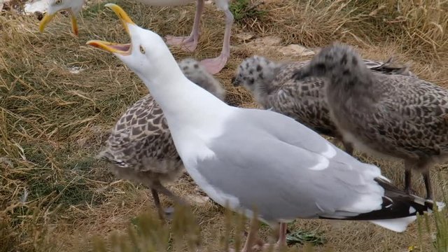 Herring gull with young not yet fledged on chalk ledge.