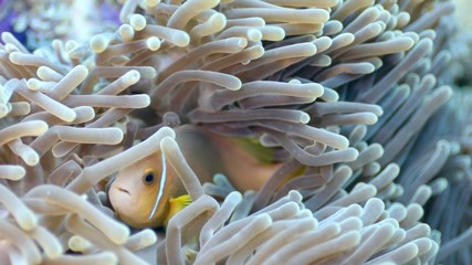 Around.Travel Maldives 2018