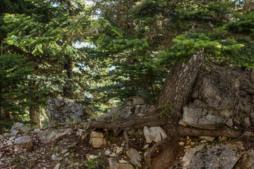 rock mountain forest nature scenery landscape in hiking time to top point environment between dry stones and trees on lonely trail