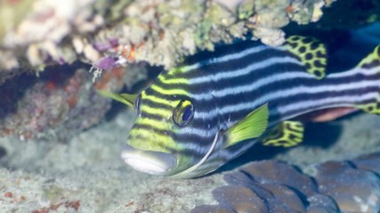 Around.Travel Maldives 2018