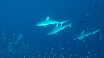 Around.Travel Maldives 2018