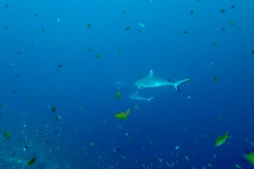 Around.Travel Maldives 2018
