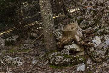Obraz premium rock mountain forest nature scenery landscape in hiking time to top point environment between dry stones and trees on lonely trail