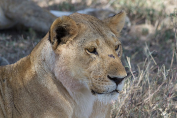 Obraz na płótnie Canvas Close up of lioness in Tanzania