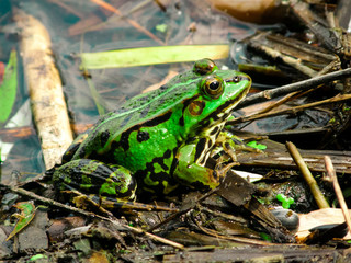 Green frog sits and basks in the sun