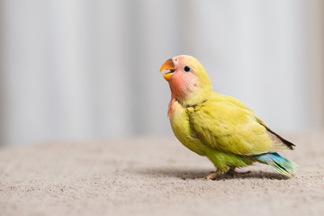Close up shot of beautiful miniature Rosy faced lovebird chick playing and searching for feeding.