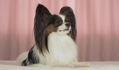 Beautiful dog Papillon lies on bed and looks around