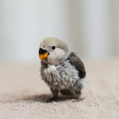 Close up shot of beautiful miniature Rosy faced lovebird chick playing and searching for feeding.