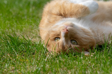 Domestic ginger tom cat stretching and relaxing on the lawn grass in summer