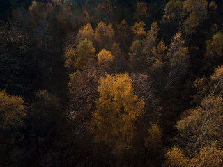 Aerial View of Autumn Forest at Sunset