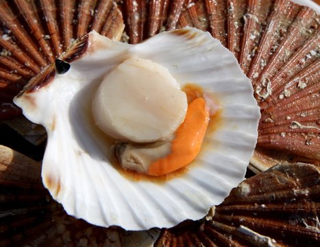 coquilles saint-jacques