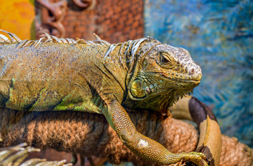 Large ordinary iguana close-up sitting behind glass on a branch in a terrarium in a pet store