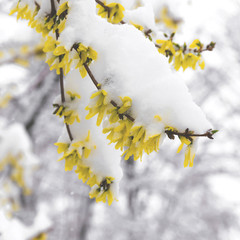 Winter in the spring. Yellow flowers covered with snow.