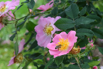 wild rose Rosa Colina with bees, dogrose rosa
