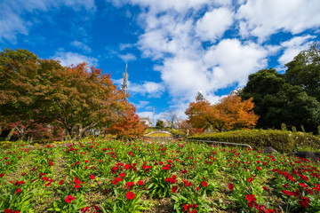 秋の眉山公園(徳島県徳島市)