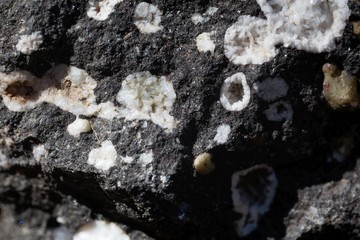 Zeolite minerals in a black basalt rock