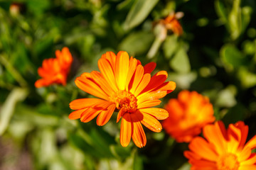 Orange calendula flower in garden