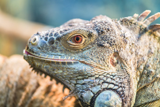 The head of a large green ordinary iguana, the eye looks into the camera. Iguana sheds, sheds scales.