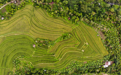 Indonesian Rice Paddies, Rice Shelf, Rice terrace, Stacked rice fields, Rice Fields Bali, Bali,...