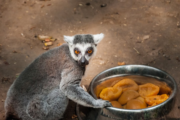 Ring tailed lemur eats food.