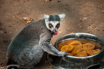 Ring tailed lemur eats food.