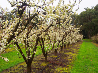 Fototapeta na wymiar Plum Blossom at orchard in spring at Melbourne, Australia