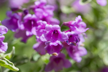 Fototapeta premium 赤紫の花