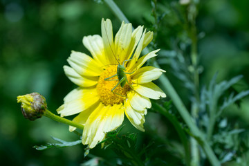 黄色い花とバッタ