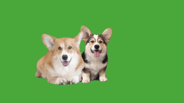 two welsh corgi on green screen