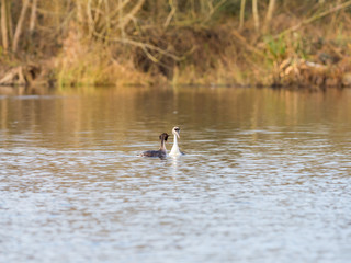 Great Crested Grebe swimming on lake