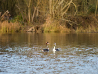 Great Crested Grebe swimming on lake