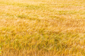 Barley field