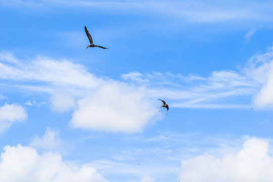 Birds flying in sky, pelicans flying in front of blue sky