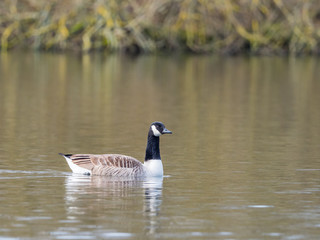 Canada Goose ( Branta canadensis ) On a Pond