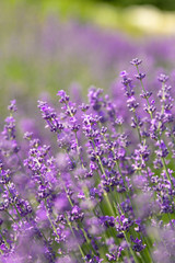 lavender field