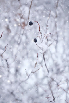 Black berry in snowy garden