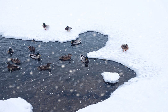 Ducks in winter pond, snowy weather