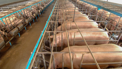 Curious pigs in Pig Breeding farm in swine business in tidy and clean indoor housing farm, with pig...