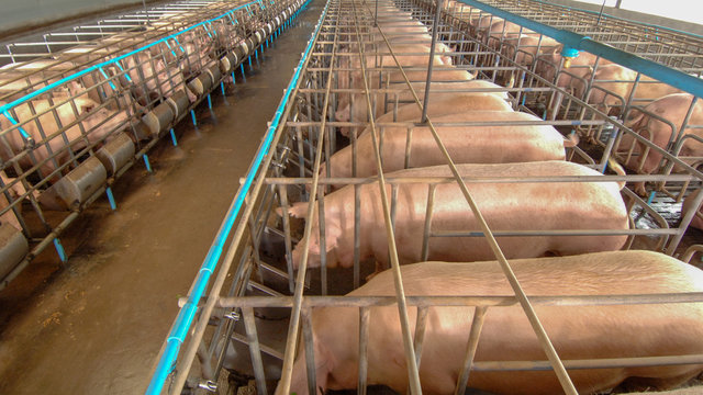 Curious Pigs In Pig Breeding Farm In Swine Business In Tidy And Clean Indoor Housing Farm, With Pig Mother Feeding Piglet