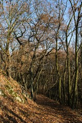 colorful silent forest in autumn