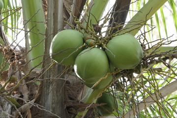 Natural coconut palm tree