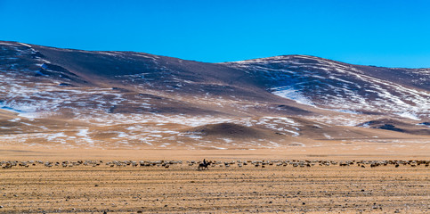 Paroramic view of a herd of sheep and goat grazing in the steppe against the background of high mountain in Ulgii Mongolia