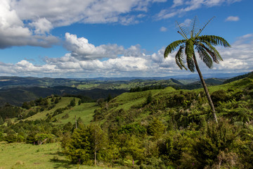 Fototapeta na wymiar Panoramic view of a countryside with a palm tree, North Island, New Zealand