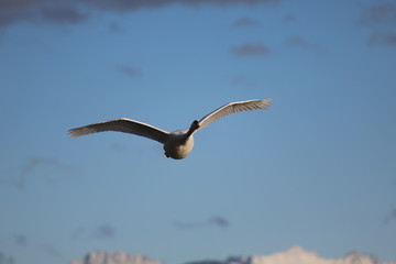 fotografias de aves varias 
