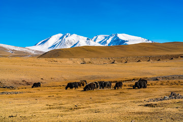 Summer view of the steppe with a herd of cows and the beautiful snow capped mountain in Mongolia