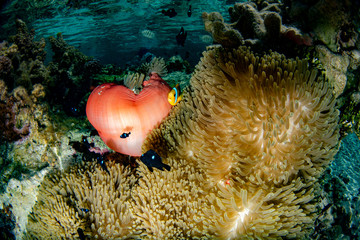 snorkeling in french polynesia down under world  clown fish anemone